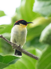 Myzomela jugularis