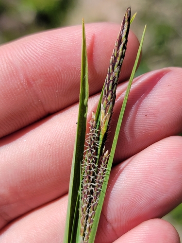 Nebraska sedge (Carex nebrascensis)