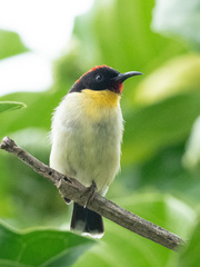 Myzomela jugularis