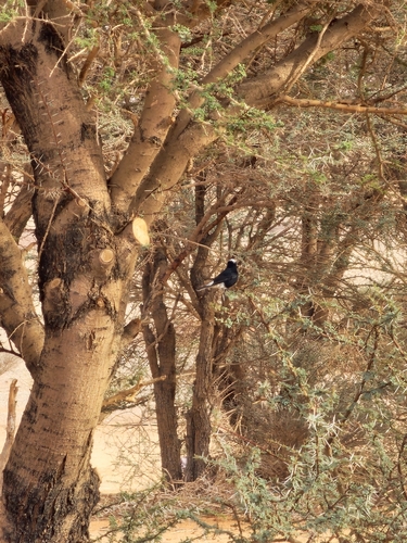 White-crowned Wheatear