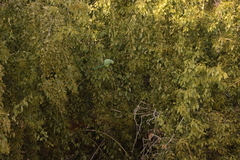 Psittacula krameri