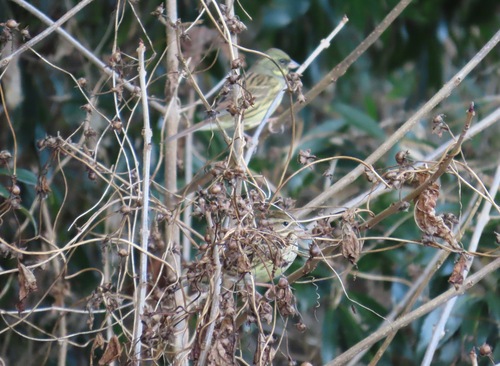 Masked Bunting (Emberiza personata), photo 9