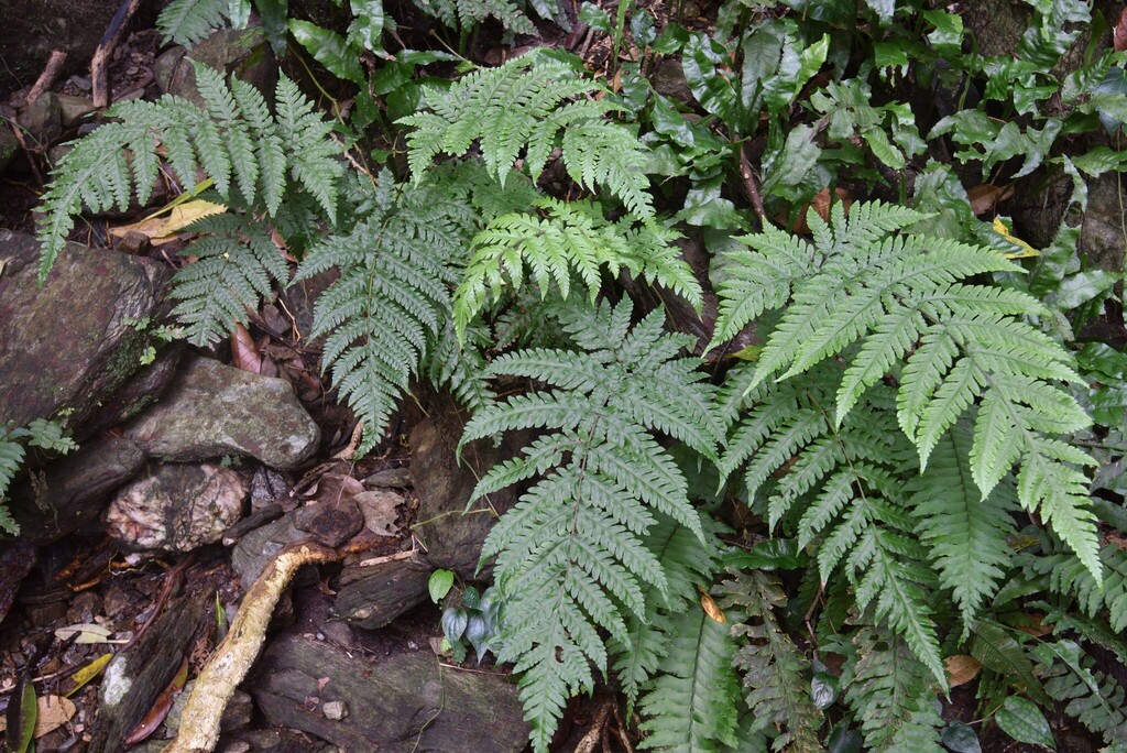 Tectaria dissecta (Tectaria dissecta)