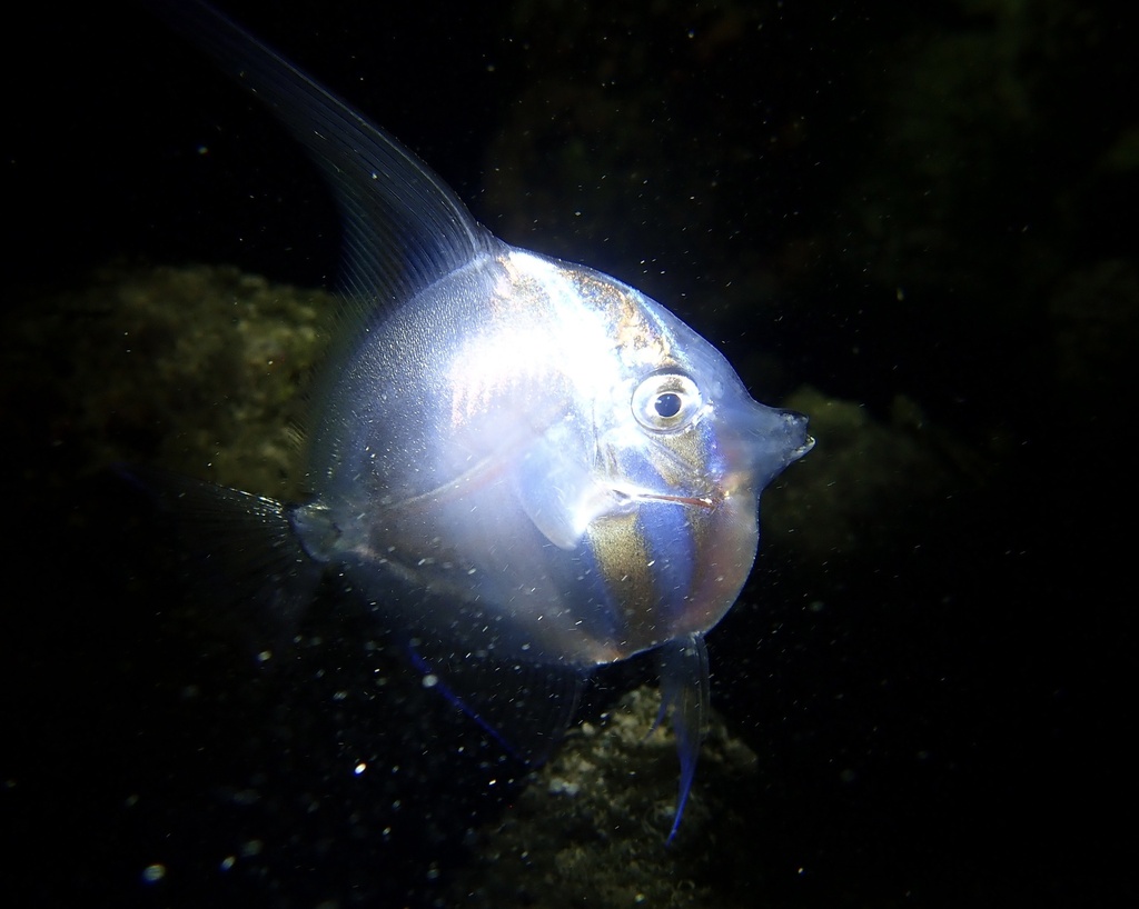 Moorish idol