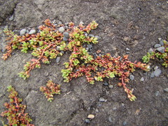 Crassula moschata