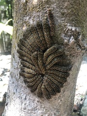 Heraclides rogeri rogeri