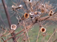 Peucedanum verticillare