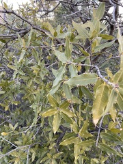 Quercus peninsularis