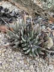 Dudleya abramsii