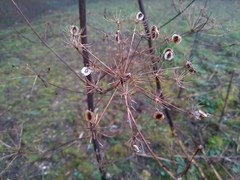 Peucedanum verticillare