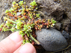 Crassula moschata