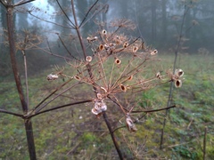 Peucedanum verticillare