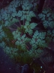 Geranium robertianum