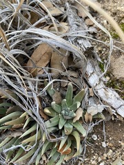 Dudleya abramsii