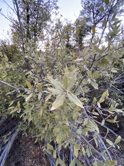 Quercus peninsularis