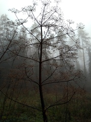 Peucedanum verticillare