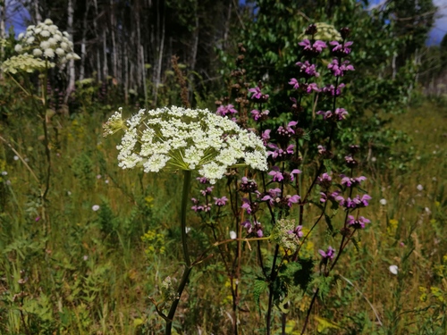 Seseli ledebourii, photograph 3