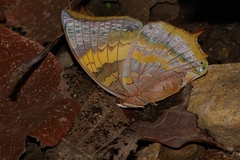 Charaxes psaphon imna