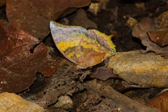 Charaxes psaphon imna