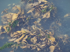 Macrocystis pyrifera