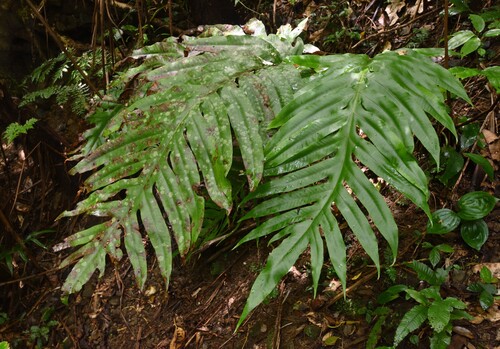 Tectaria sulitii