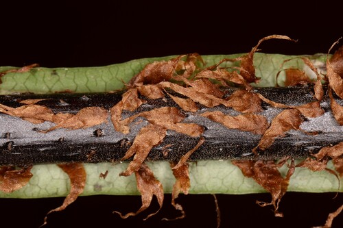 Tectaria sulitii