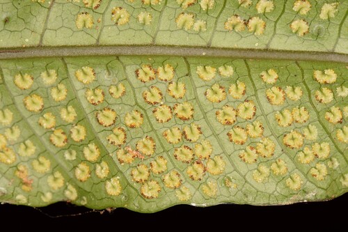 Tectaria sulitii