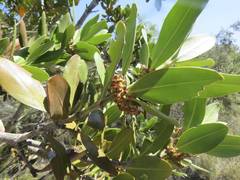 Hyaenanche globosa