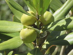 Hyaenanche globosa