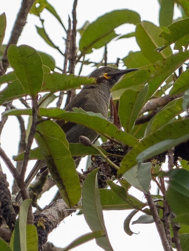 Fiji Wattled Honeyeater (Foulehaio taviunensis), photo 9