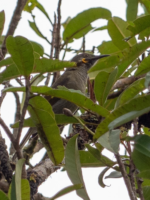 Fiji Wattled Honeyeater (Foulehaio taviunensis), photo 3