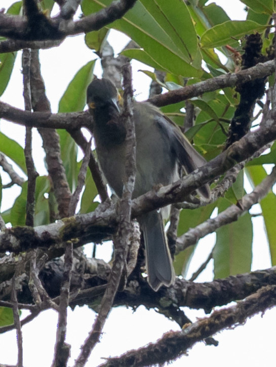 Fiji Wattled Honeyeater (Foulehaio taviunensis), photo 4