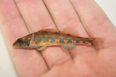 Blueside Darter photo 2