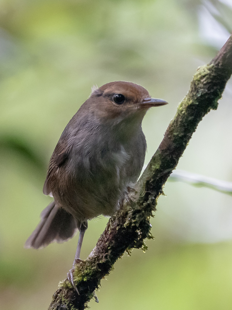 Fiji Bush Warbler
