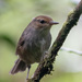 Fiji Bush Warbler - Photo (c) William Stephens, some rights reserved (CC BY), uploaded by William Stephens