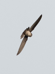 Aerodramus spodiopygius
