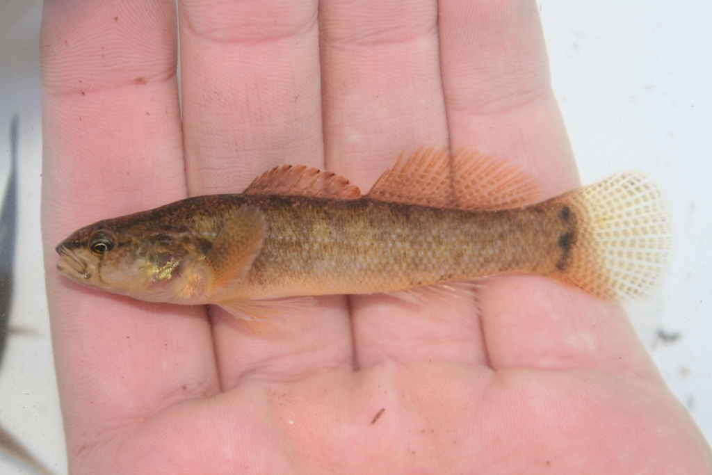 Barrens Darter