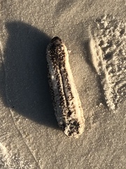 Holothuria princeps