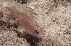 Vincentia novaehollandiae