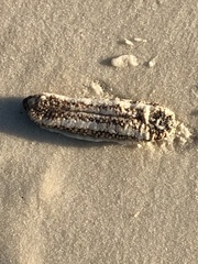 Holothuria princeps