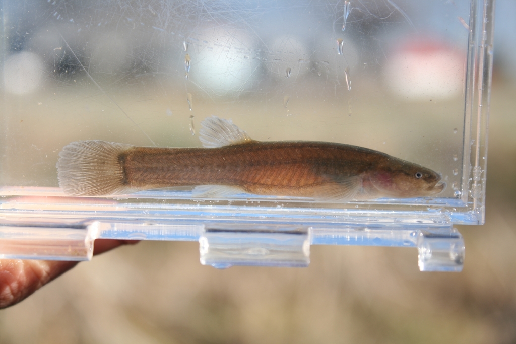 Spring cavefish (Forbesichthys agassizii) — Amblyopsidae