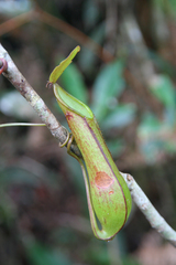 Nepenthes tentaculata