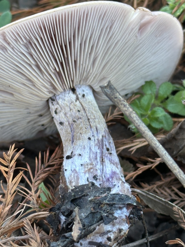 Collybia nuda · December 2025 · photo: © irinamitine (iNaturalist, cc-by)