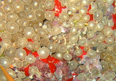 Palythoa heliodiscus