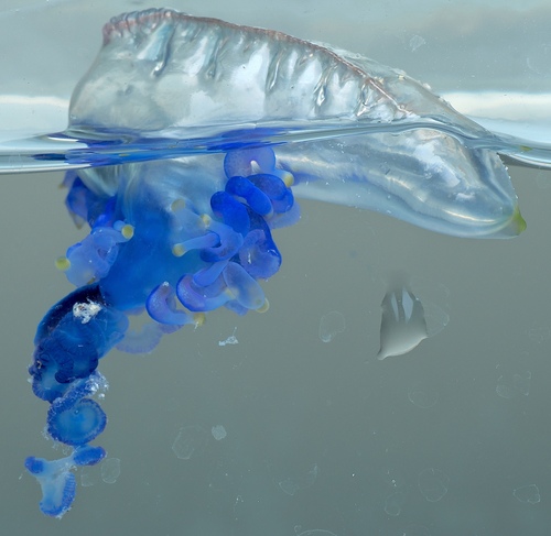 Indo-Pacific Man-O-War, photo 7 of 9
