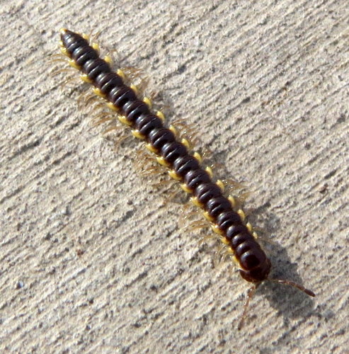 Orthomorpha coarctata