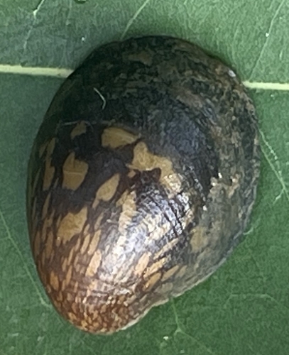 Neritina violacea observed 2025-12-30