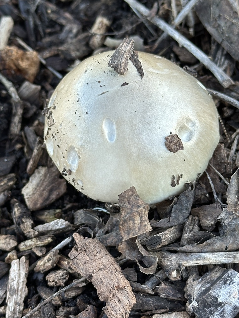 Amanita phalloides · December 2025 · photo: © irinamitine (iNaturalist, cc-by)