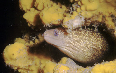 Gymnothorax cribroris