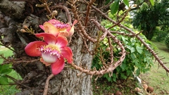 Couroupita guianensis